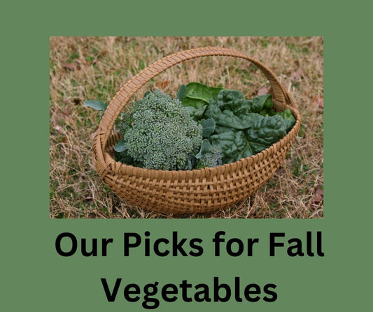 Vegetable Crops to Grow This Fall