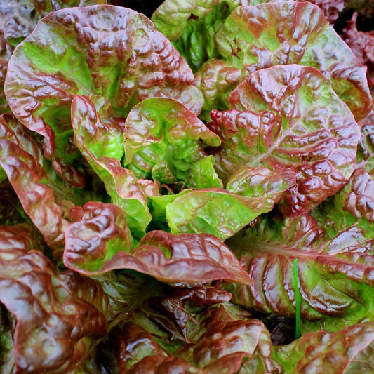 Gardeners: Grow Great Greens!