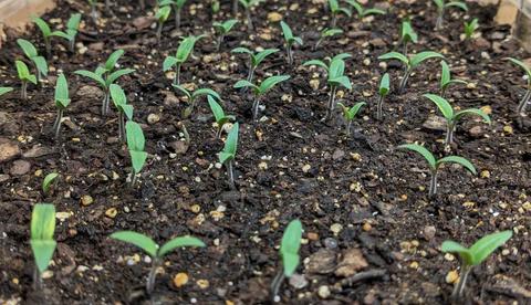 Growing tomatoes from seed