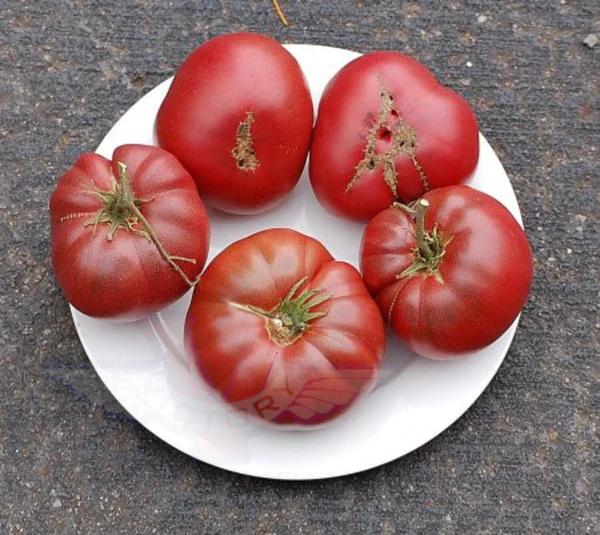 HERITAGE Tomato Brandywine Pink Seeds – Vermont Wildflower Farm