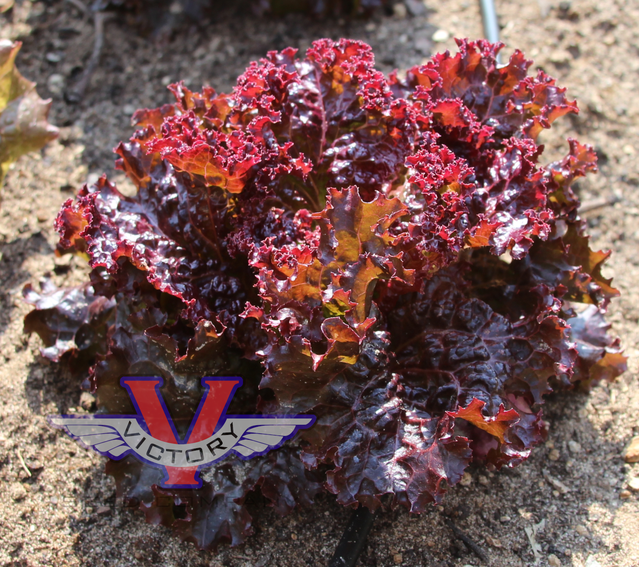 Lollo Rosso Leaf Lettuce