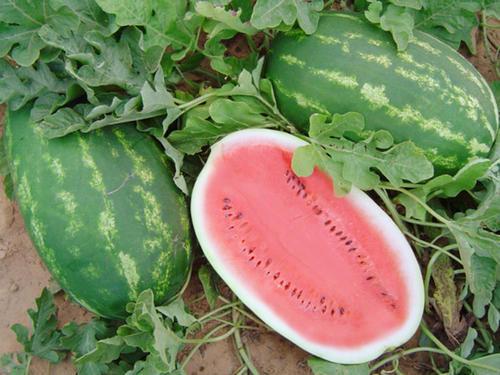 Allsweet Watermelon