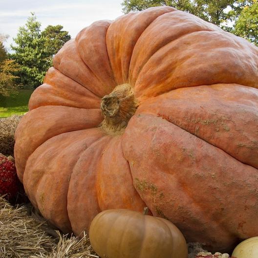 File:Big & Small Pumkins.JPG - Wikimedia Commons