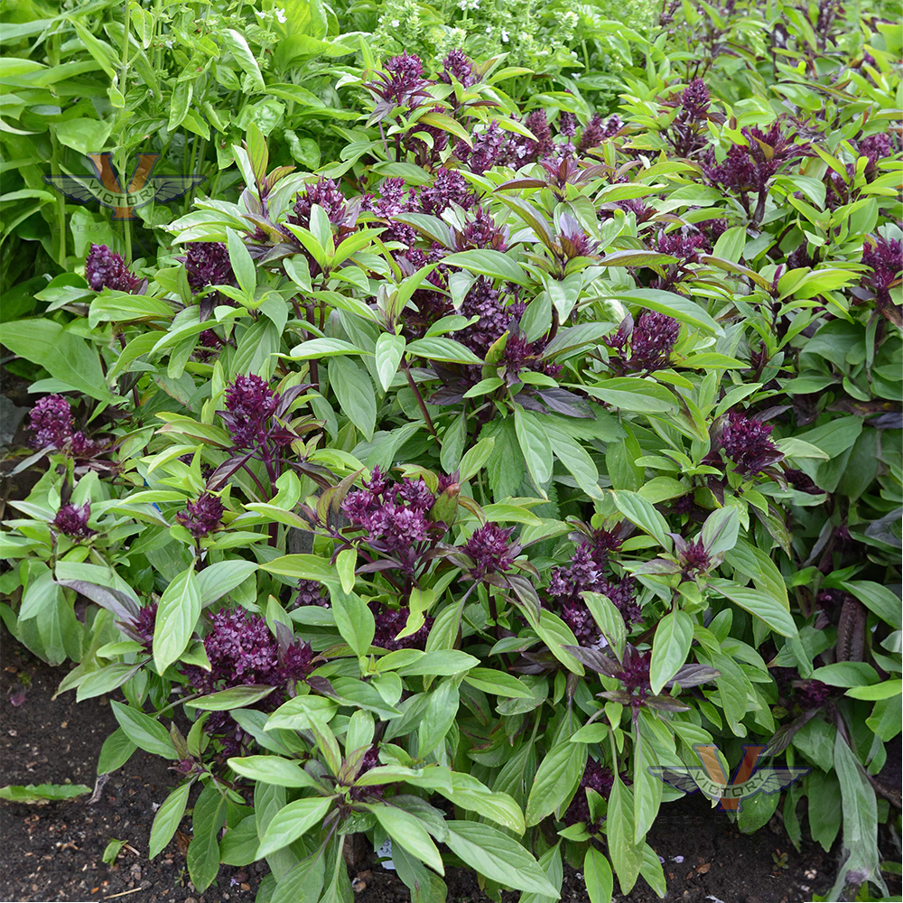 Thai Basil Siam Queen