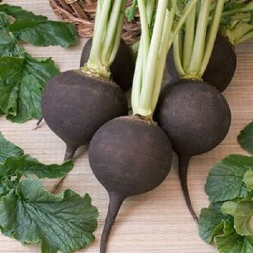 Black Spanish Round Radish