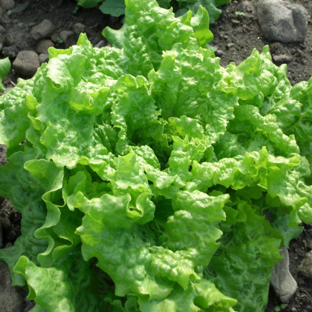 Black Seeded Simpson Leaf Lettuce