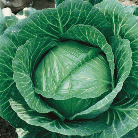 Brunswick Cabbage