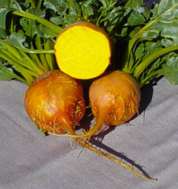 Burpee's Golden Beet