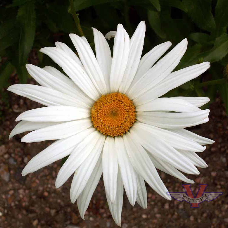 Daisy, Shasta 'Alaska'