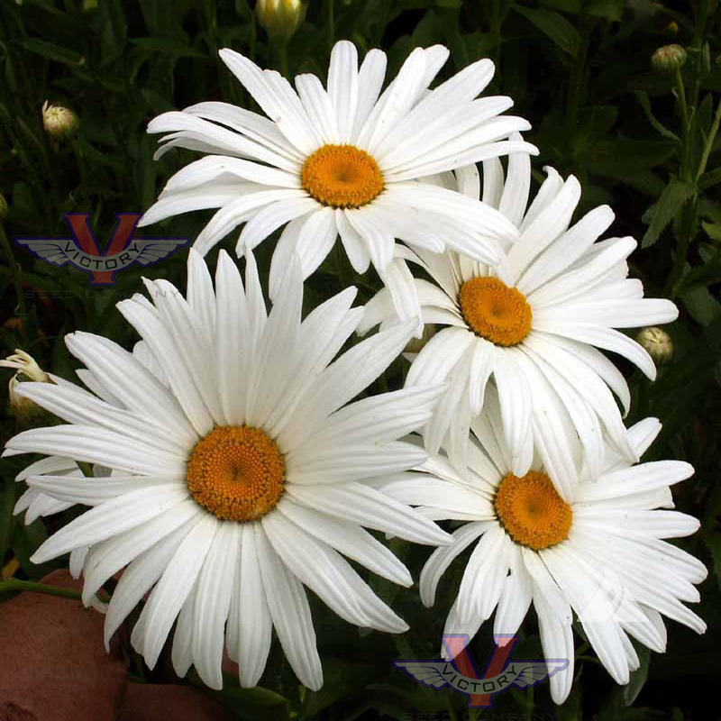 Daisy, Shasta 'Alaska'