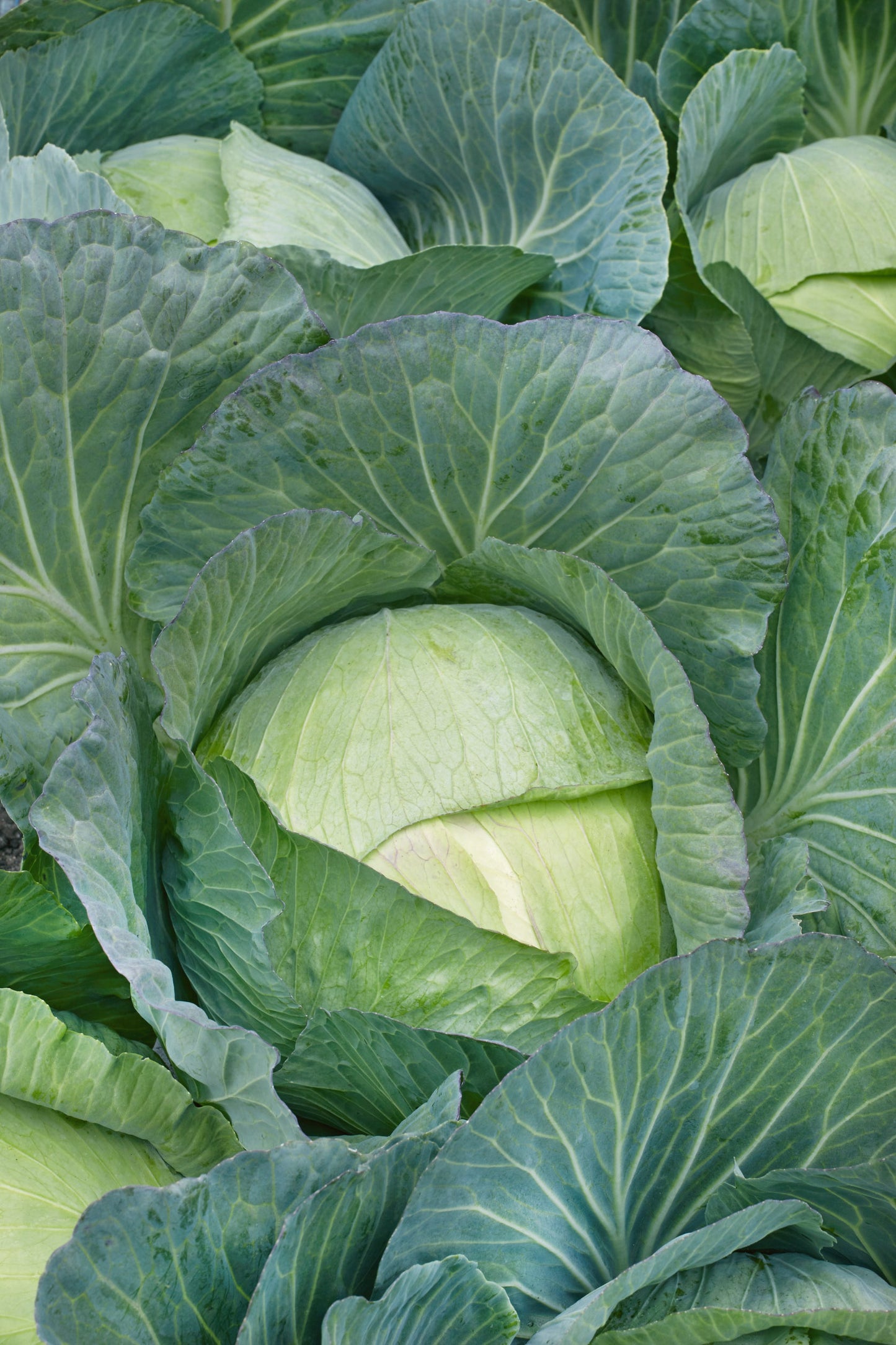 All Seasons Cabbage (Organic)