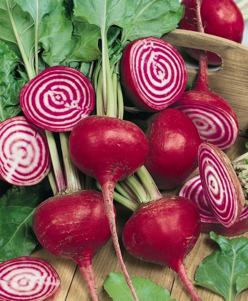 Chioggia (Bull's Eye) Beet