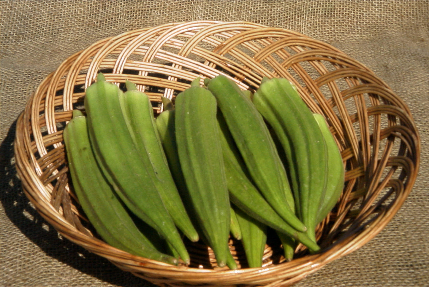 Clemson Spineless 80 Okra