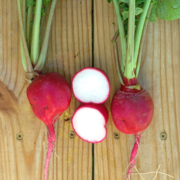 Crimson Giant Radish