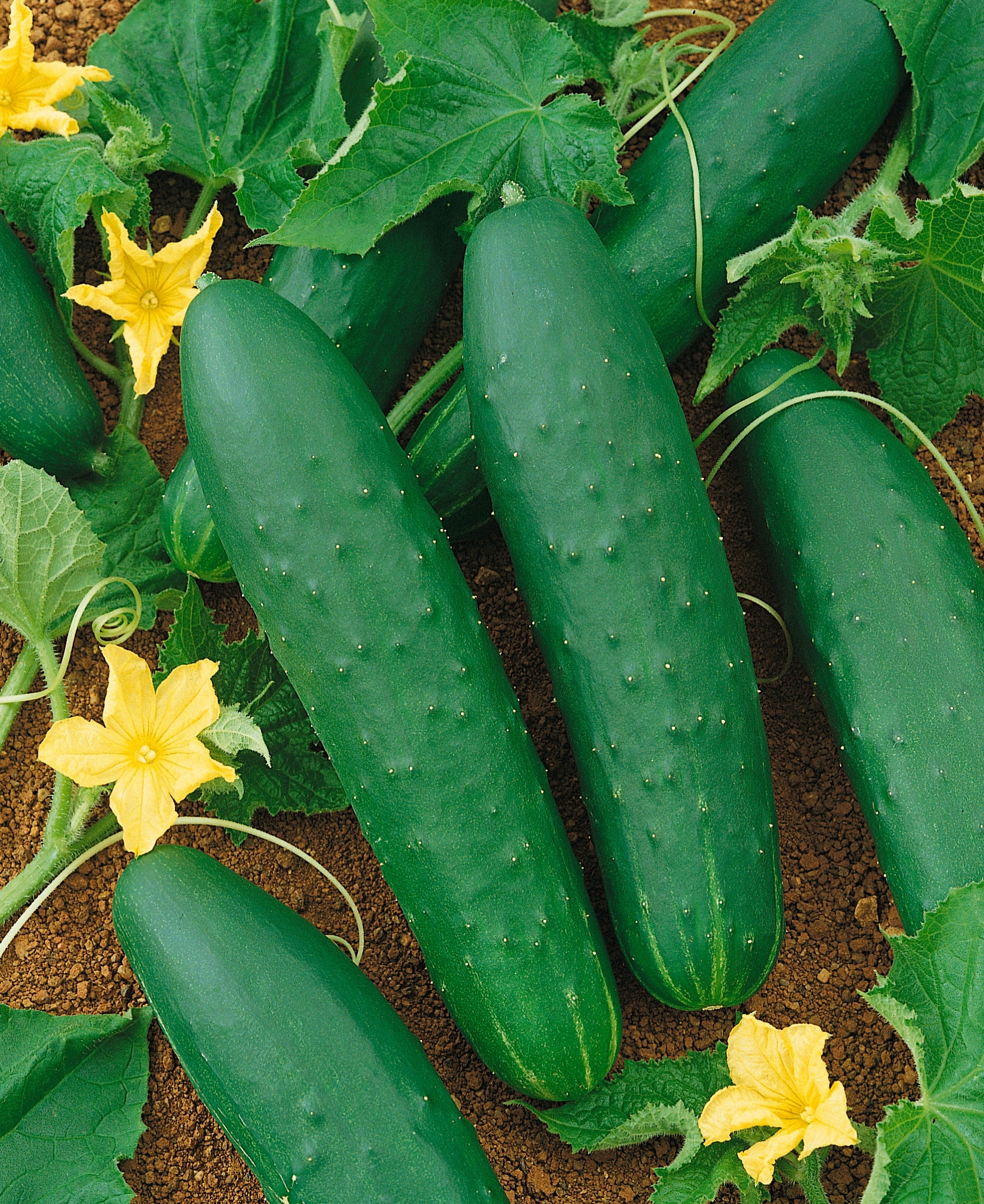 http://victoryseeds.com/cdn/shop/files/CucumberDoubleYield.jpg?v=1699975599