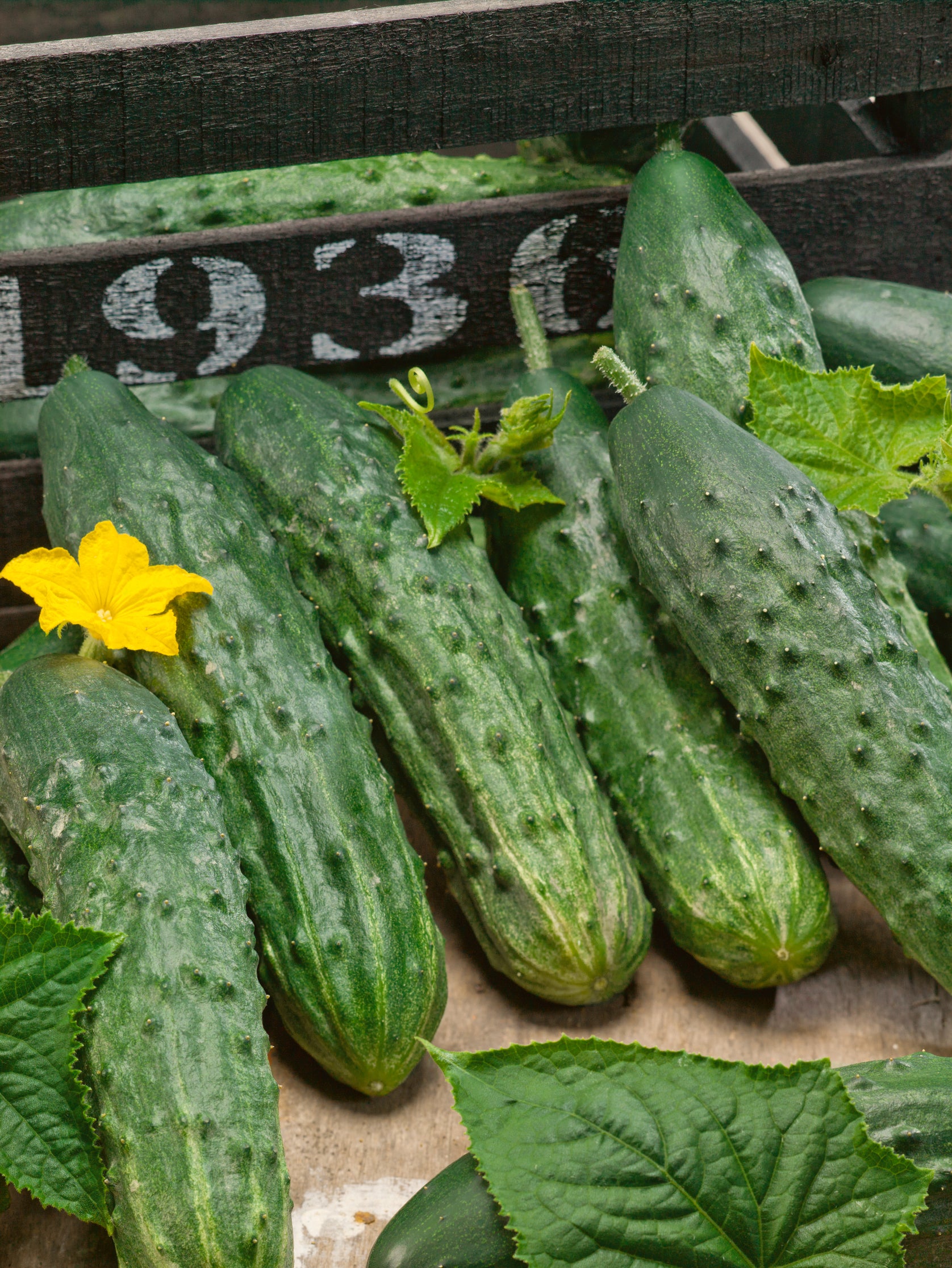 Cucumber, 'Silver Slicer