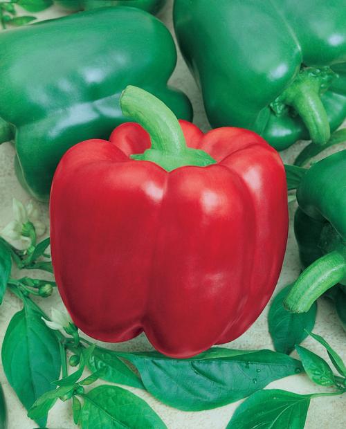 California Wonder (Bell) Pepper - Victory Seeds® – Victory Seed