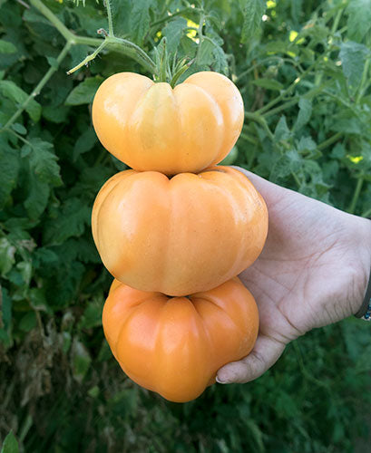 Dr. Wyche's Yellow Tomato