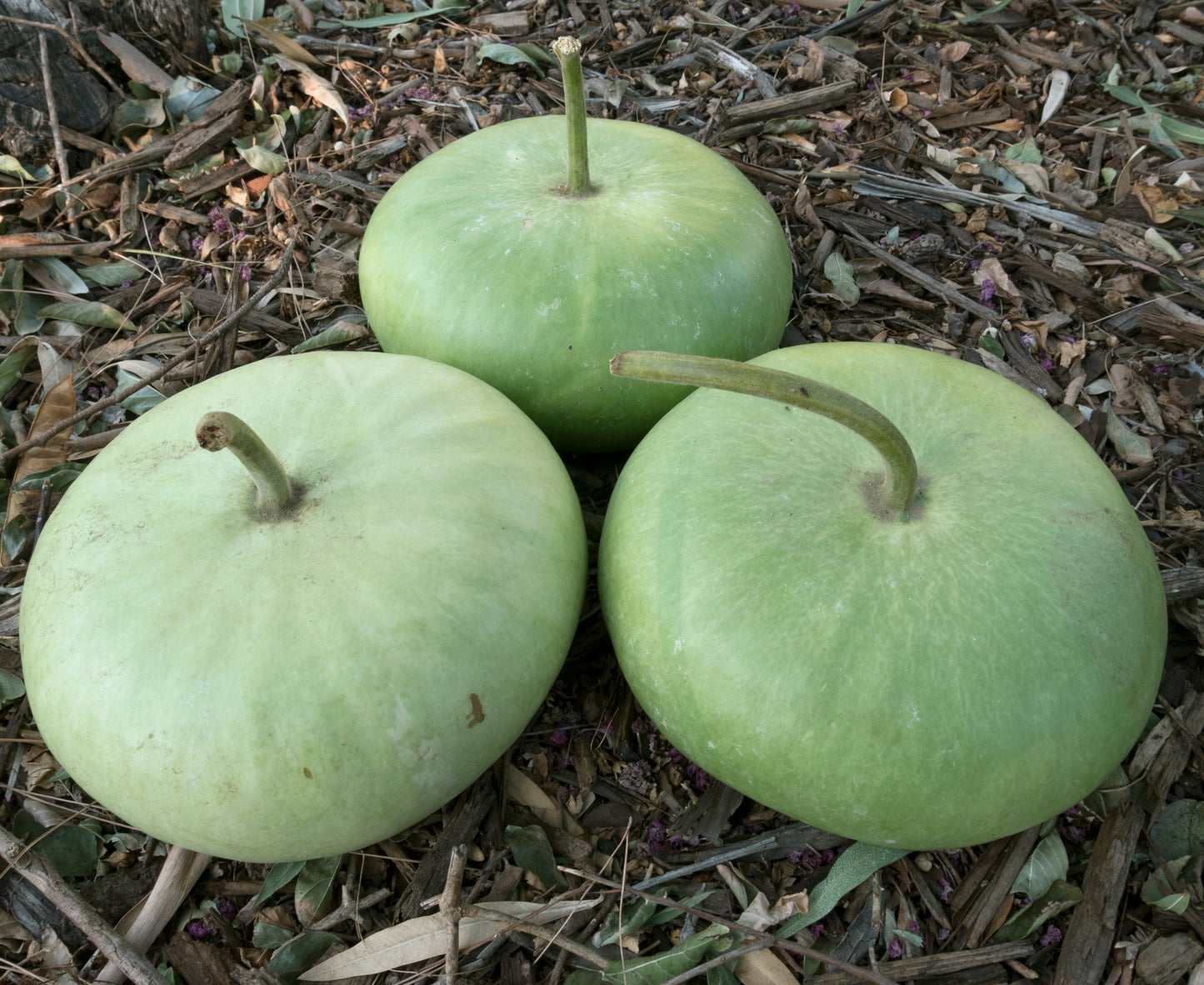 Corsican Gourd