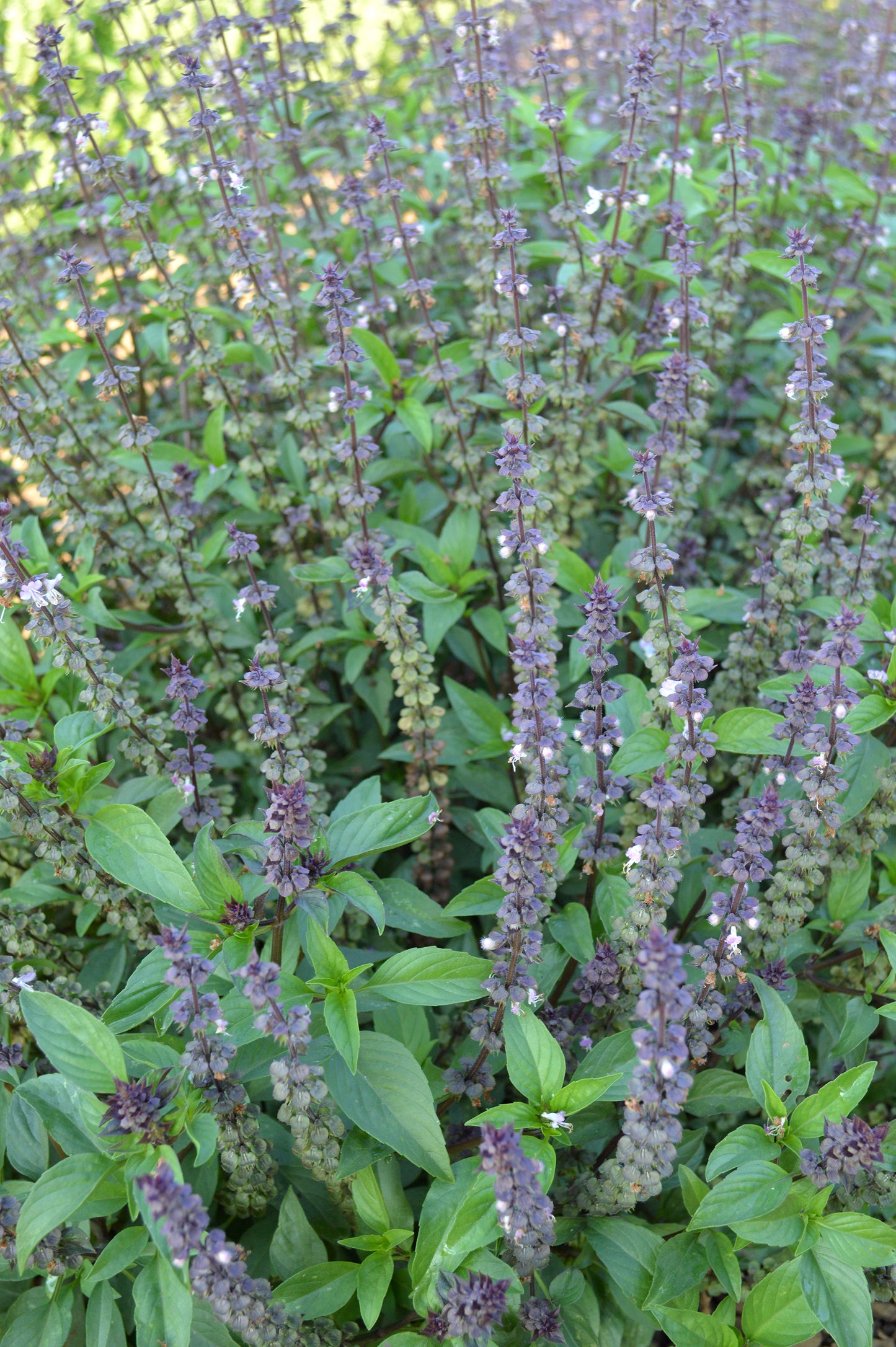 Basil, Licorice or Thai