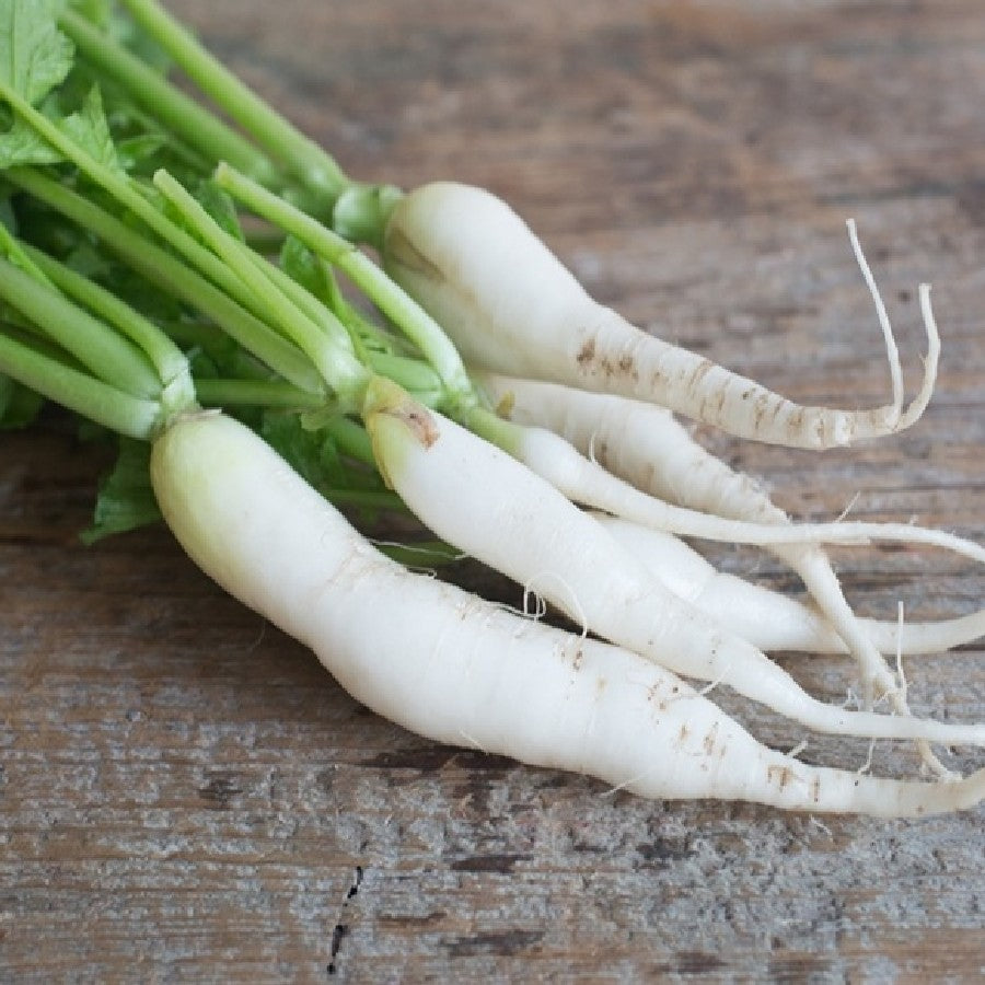 Minowase Radish