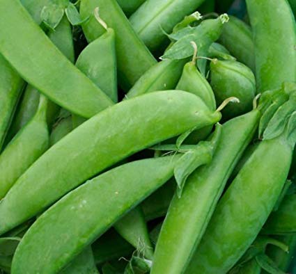 Mammoth Melting Snow Pea