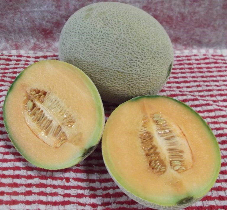 Melon, Honeydew Orangeflesh