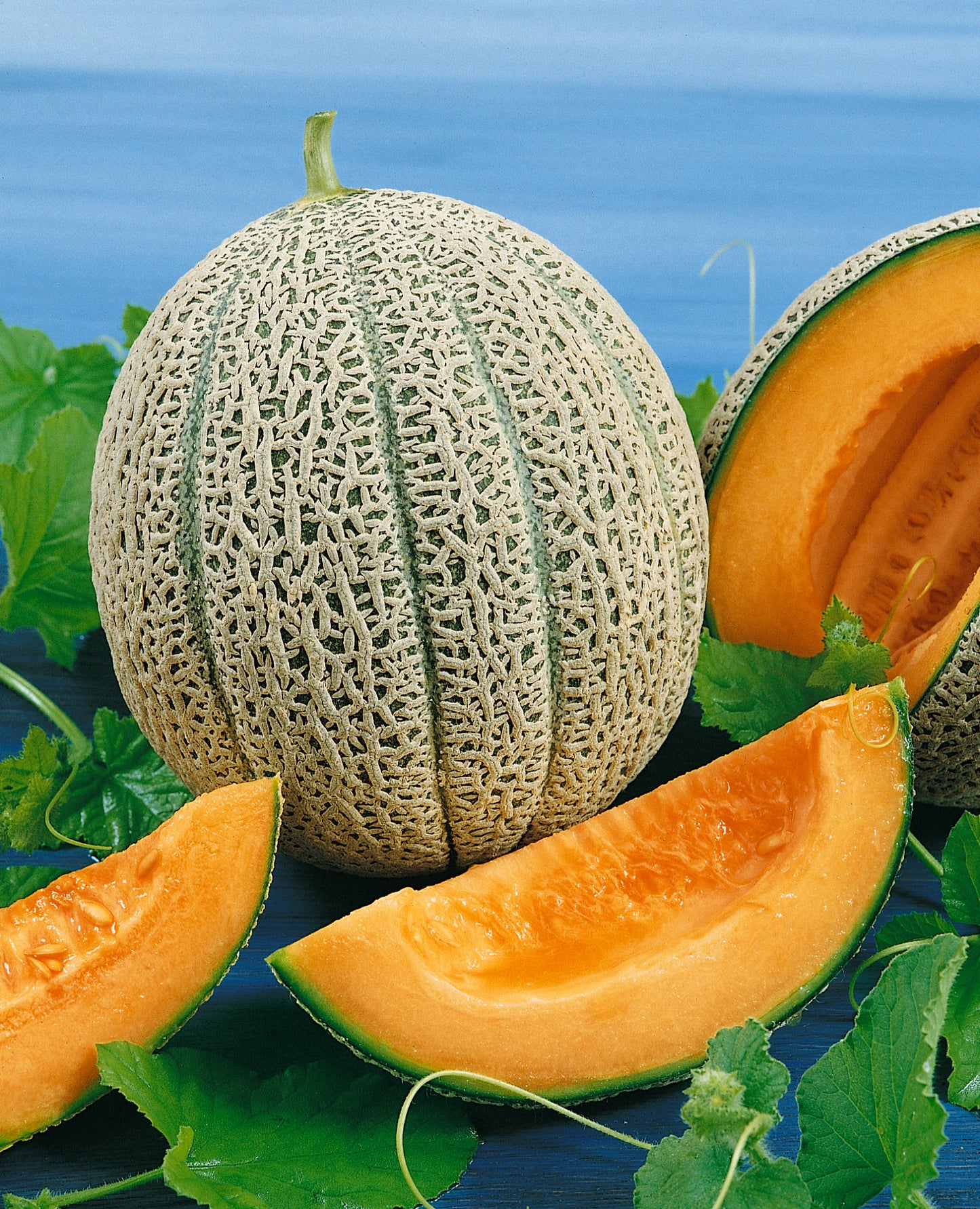 Hale's Best Jumbo Muskmelon