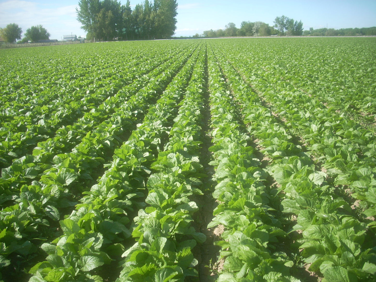 Florida Broad Leaf Mustard Greens