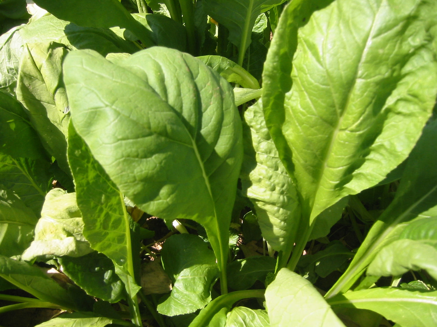 Tendergreen Spinach Mustard