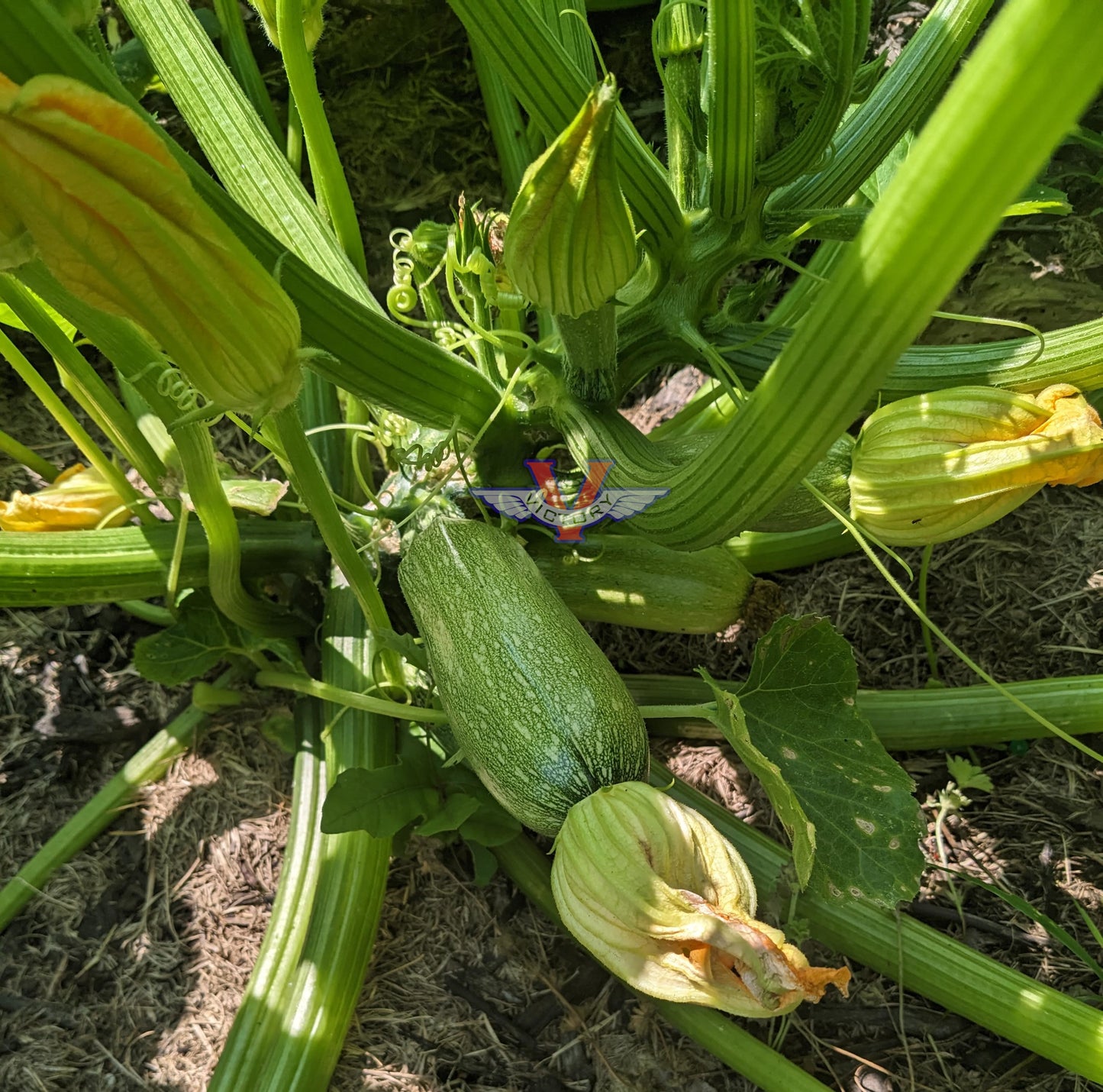 Grey Zucchini Summer Squash