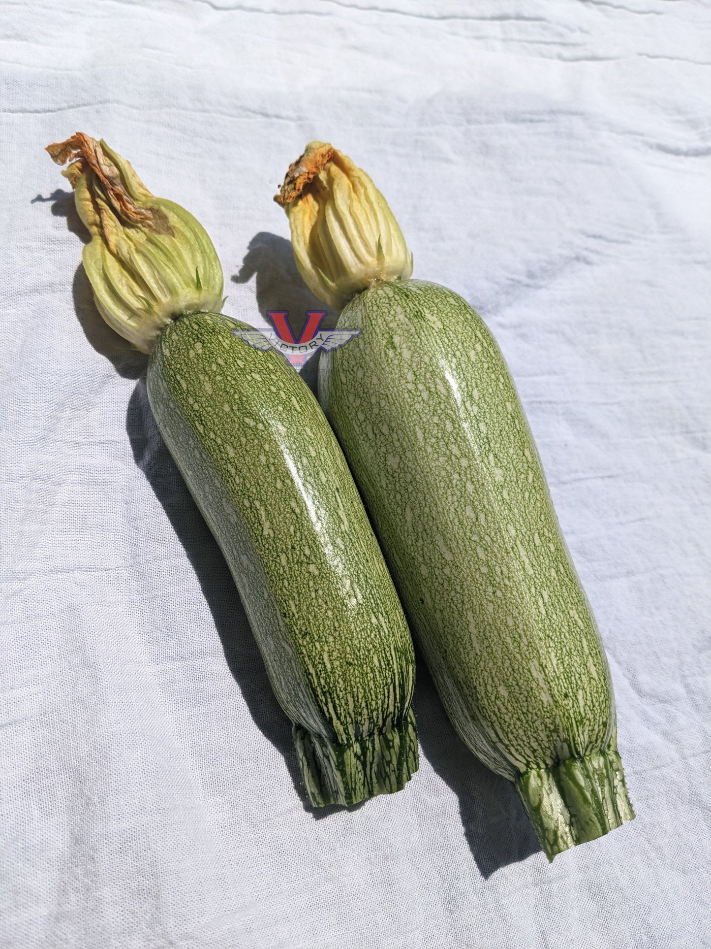 Grey Zucchini Summer Squash