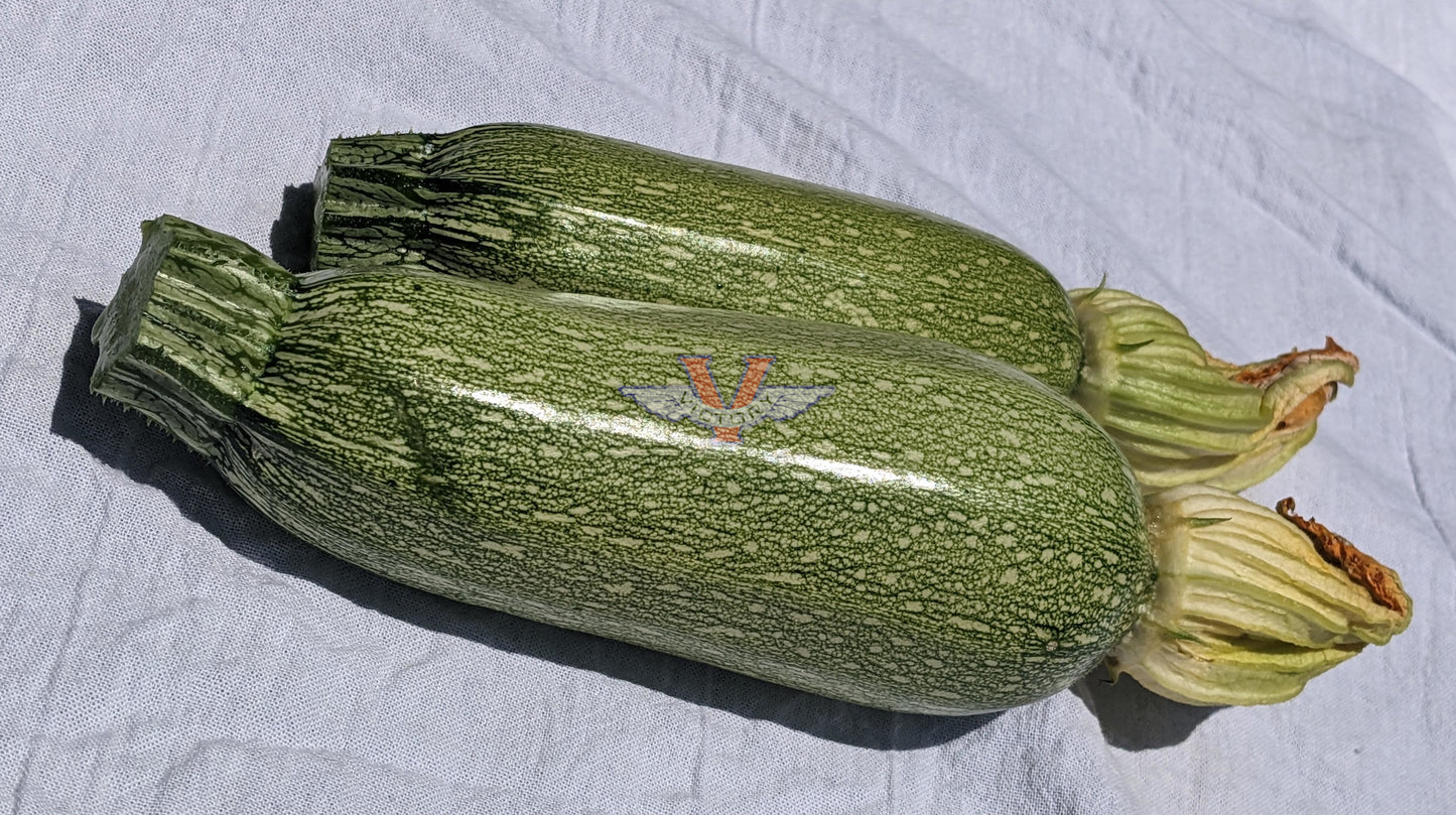 Grey Zucchini Summer Squash