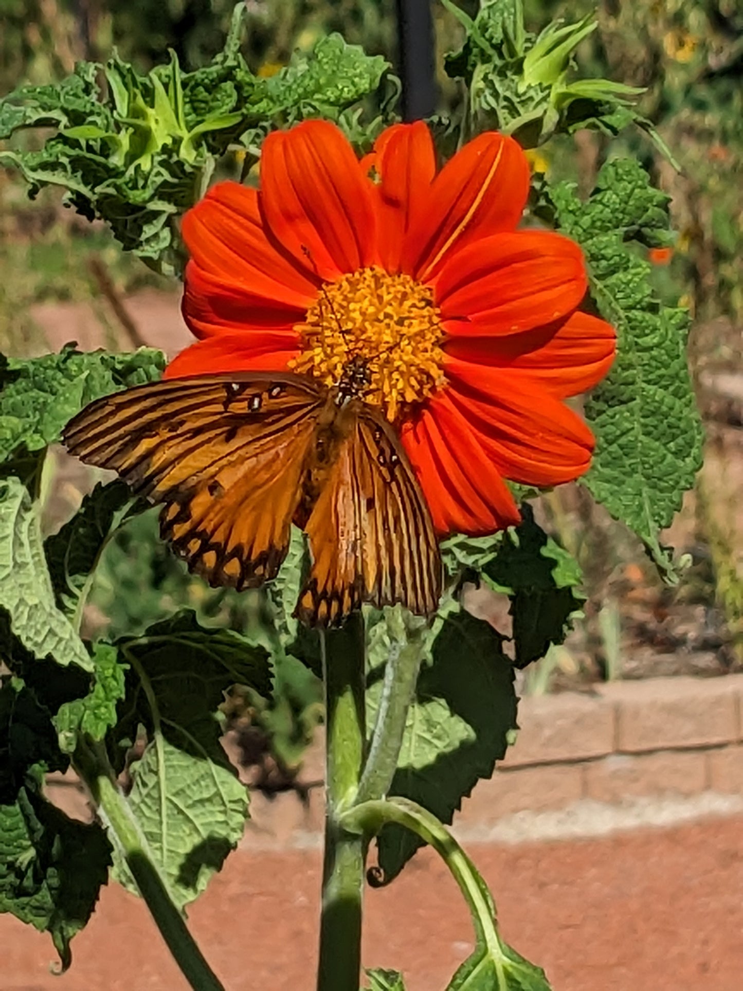 Mexican Sunflower