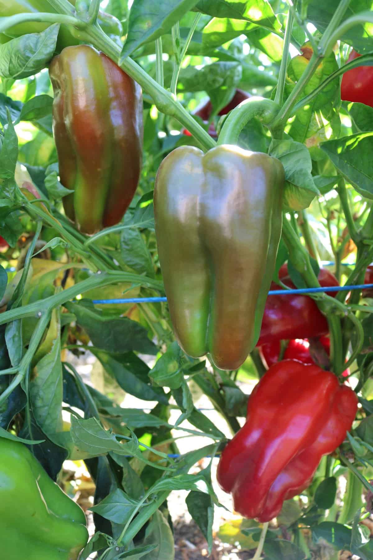 Red Impact F1 Sweet Pepper