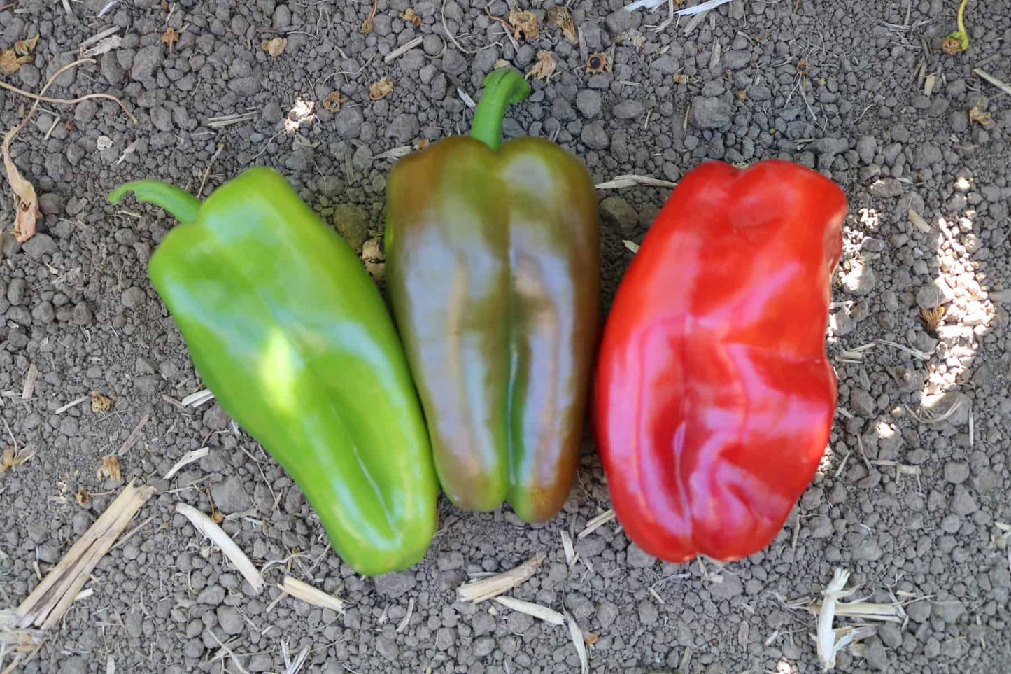 Red Impact F1 Sweet Pepper