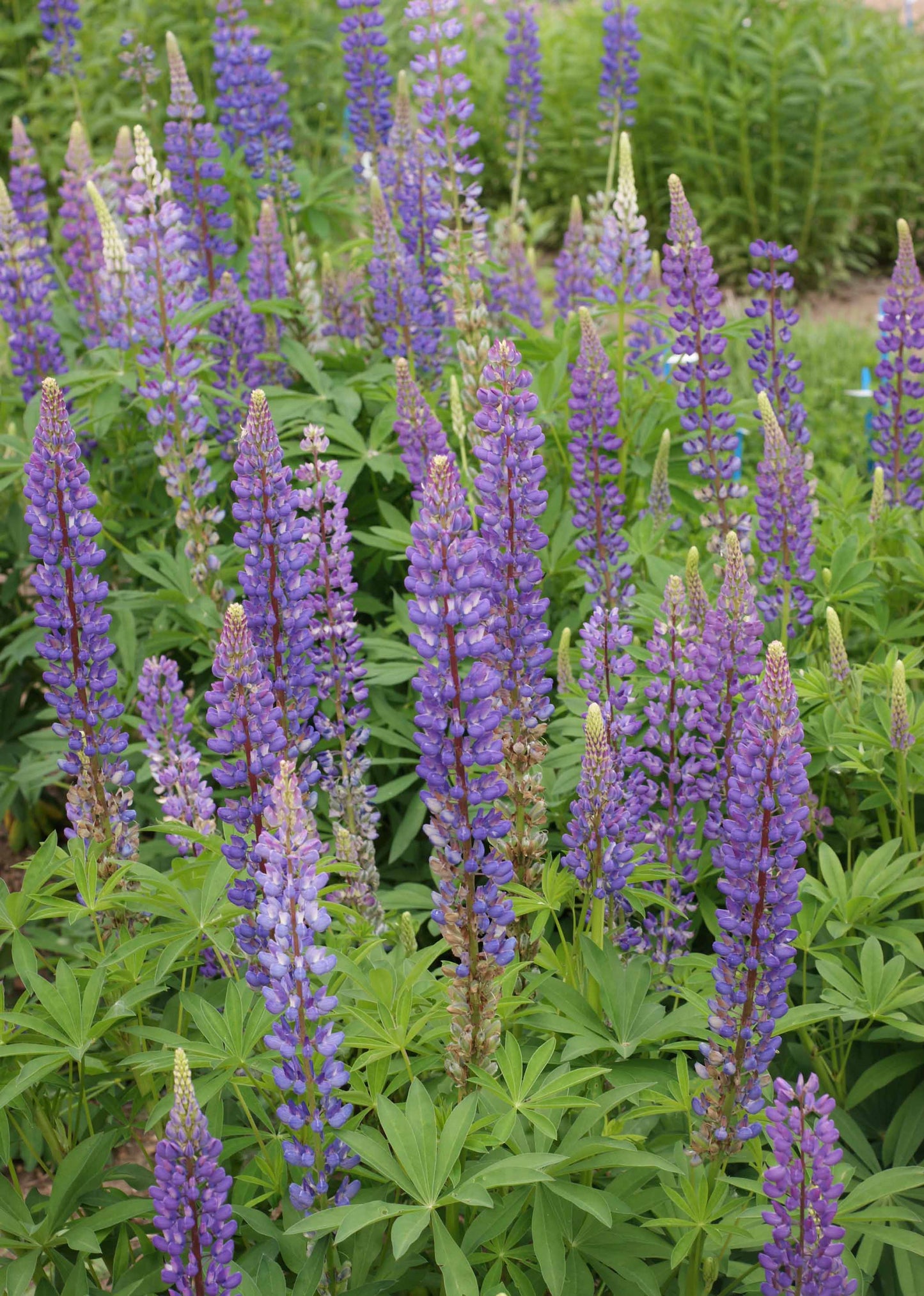 Perennial Lupine