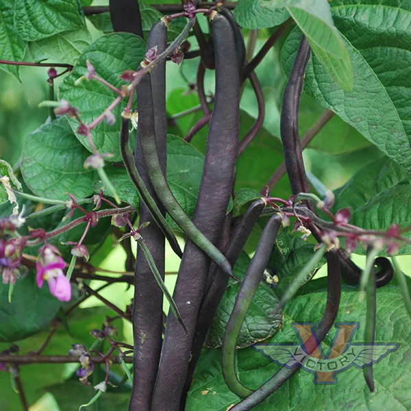 Purple Podded Pole Bean