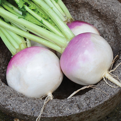 Purple Top White Globe Turnip