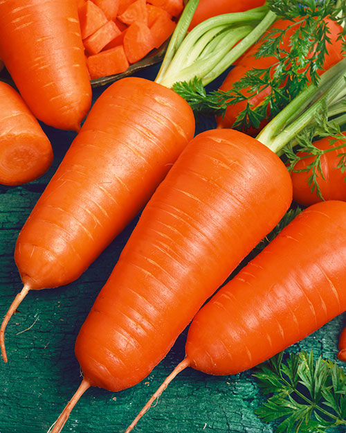 Red Cored Chantenay Carrot