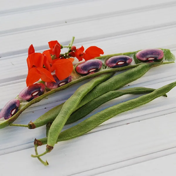 Scarlet Runner Bean