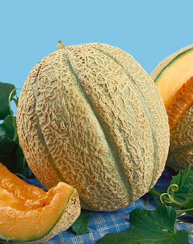 Schoon's Hardshell Melon