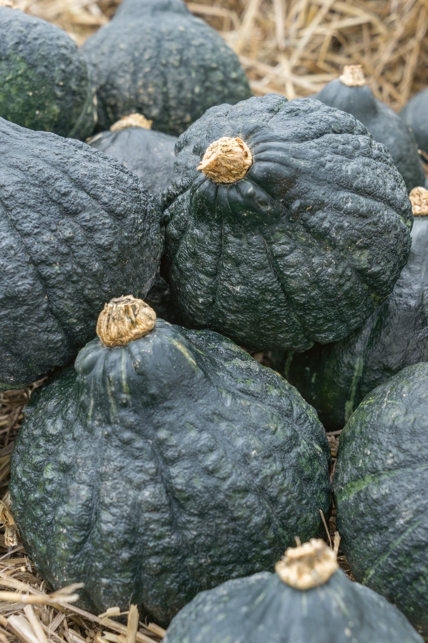 Hubbard, Chicago Warted - Winter Squash