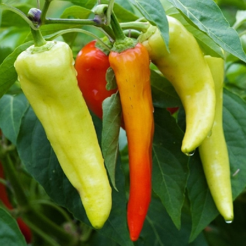 Hungarian (Sweet Banana) Sweet Pepper