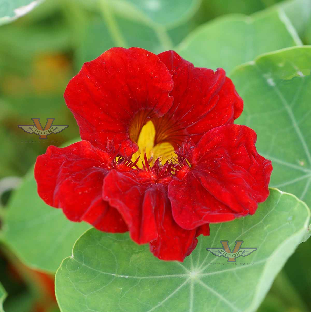 Nasturtium, 'Empress of India'