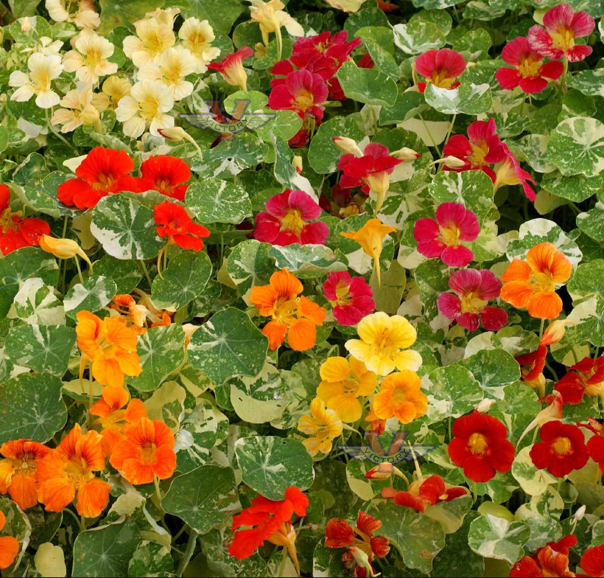 Nasturtium, 'Alaska Mix'