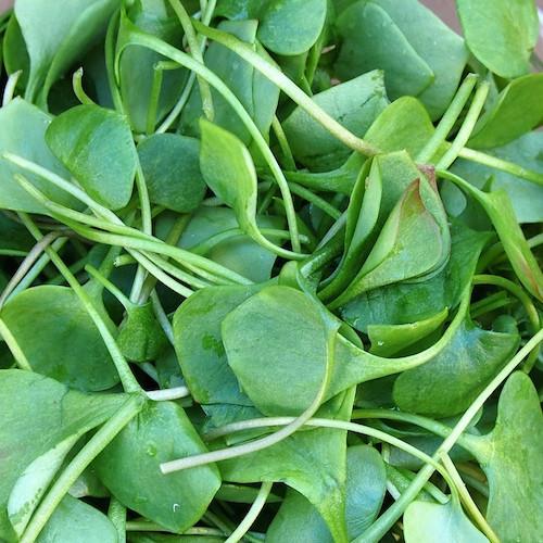 Watercress & Upland Cress Growing Information: How to Sow & Harvest