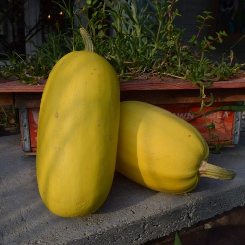 Vegetable Spaghetti Winter Squash