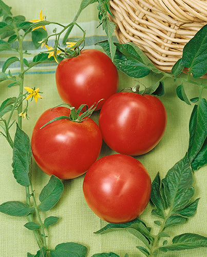 Traveler (aka Arkansas Traveler) Tomato