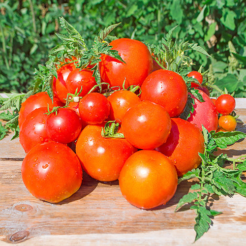 Atkinson Tomato Victory Seeds Victory Seed Company